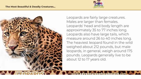 Amazing and Unbelievable Facts About LEOPARDS
