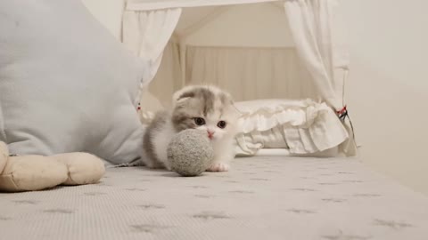 Cutest Kitten with short legs