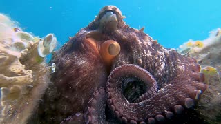 Close Encounter with an Octopus