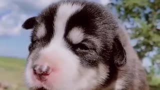 Cute husky puppy Awwwwwww