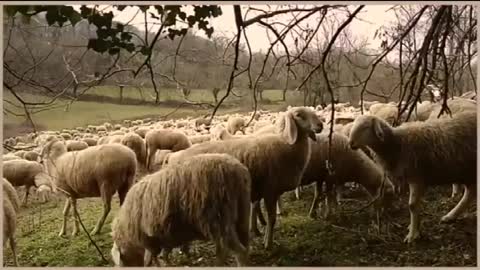 Jean-Sébastien Bach : Les moutons peuvent brouter en toute sécurité (arr. Egon Petri), par Gerald Mayr (piano)