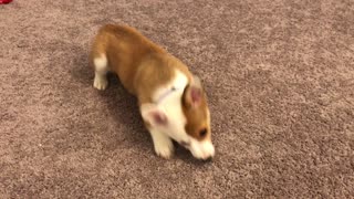 Playful corgi puppy is enchanted by an ice cube