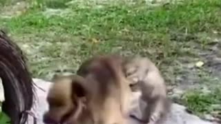 Cat attacks dogs from behind