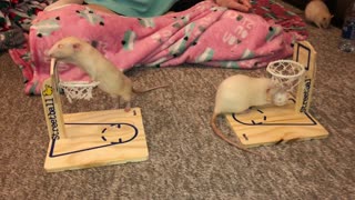 Rats Show off Their Basketball Skills
