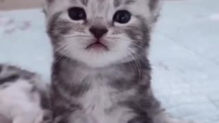 Love love kitten