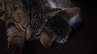 Kittens Sleeping Together
