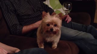 Cute Dog - Turns head