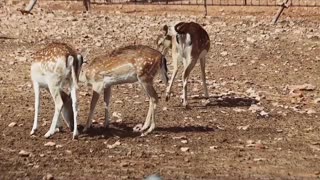 ## Deers video | cute Deers video | animal video