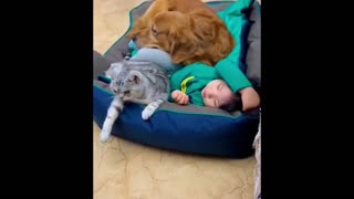 Dog and Kitten sleeping with cute baby girl ♥♥