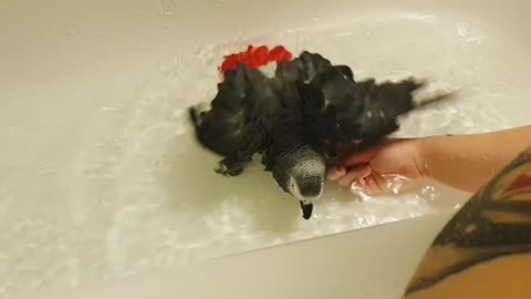 Parrot enjoying his bath time