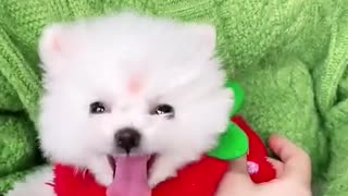 Cute puppy dog playing on bed