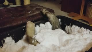 Ferrets First Snow