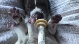 Newborn puppy gets fed with syringe