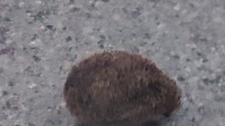 Hedgehog walking on the road