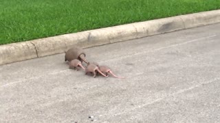 Armadillo Family Crosses the Street Together