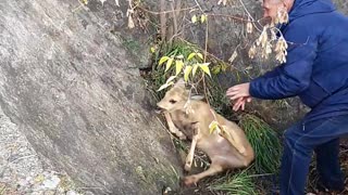 Saving a Deer Stuck in a Concrete Cone