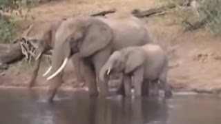 Mother elephant fight with crocodile