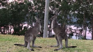 Playful Kangaroo Sparring Session
