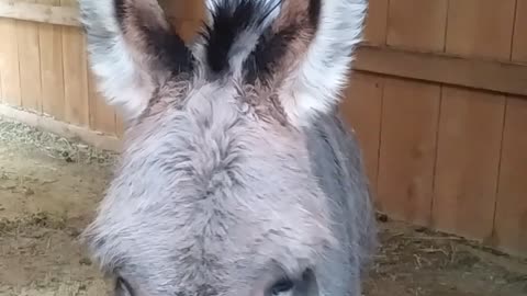 Rider the cat grooming his donkey