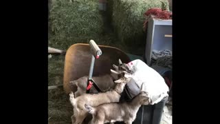 Hungry goat kids