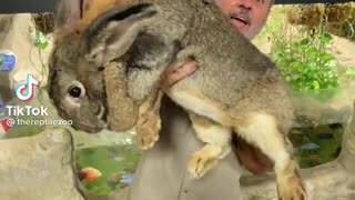 Biggest rabbit 🐇