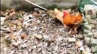 Funny Chickens Vs Dogs