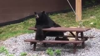 These Bears Need a Better Server