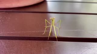 Tiny Preying Mantis