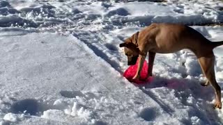 Funny dog can’t stop smiling at her frisbee