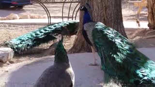 Peacocks running around.