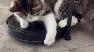 Cute Kitten Funny Cat