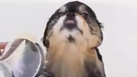 Cute dog drys off after bath