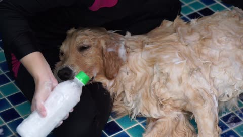 Golden Retriever completely relaxed during bath time