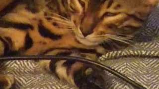 Half asleep Bengal kitten wakes up from sleep