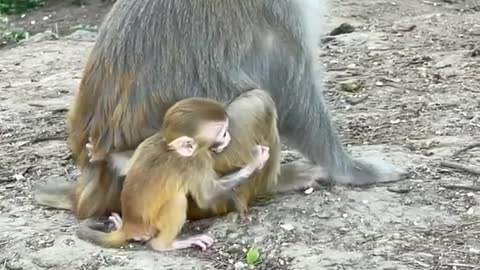 Cute baby monkey disturbing his mom