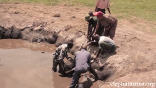 Five day old baby elephant rescued from muddy pond