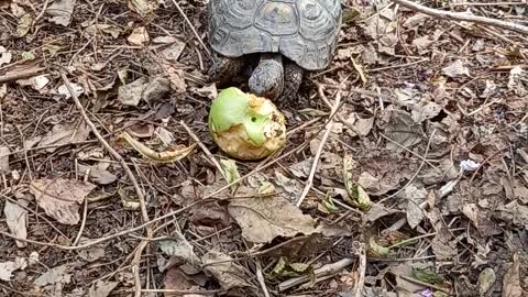 Turtle eats a #pear# In the yard of my #house 1