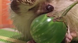 hedgehog sleeping with his favorite fruit