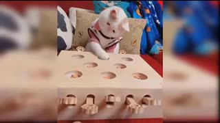 Smart cats and Funny Cat