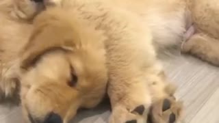 Sleepy Golden Retriever puppies will melt your heart!