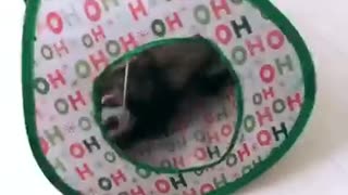 Ferret play time will melt your heart!