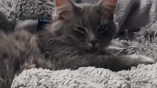 Silly kitten adorably loses control of his tongue