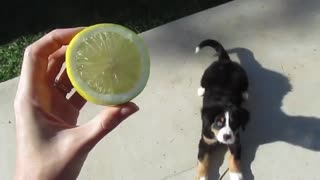 Dog playing with lemon