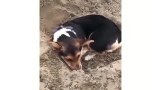 Puppy digs a hole in the sand, decides to nap there