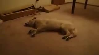 Dog sleep running into wall