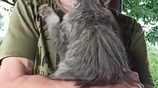 Adorable Cat Wants A Hug