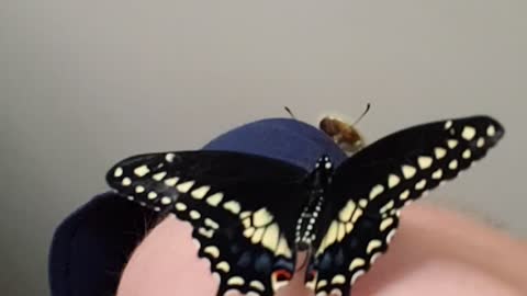Butterfly Closeup Pt. 2