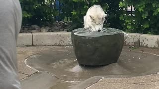 Goofy Husky Plays in Water Fountain