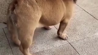 Funny Dog Vide - French Bulldog Lion