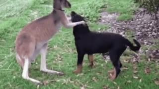 Kangaroo and dog friends